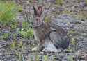 Lepus arcticus